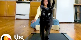 Chatty Black Cat Lets His Human Know When He Wants to Walk on the Treadmill