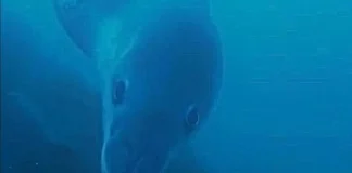 Video cu un leopard de mare de 4 metri, filmat de exploratorii polari din Antarctica