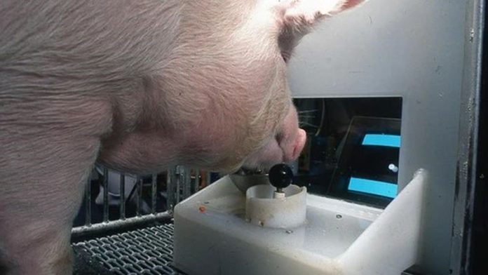 porc-m-1.jpg